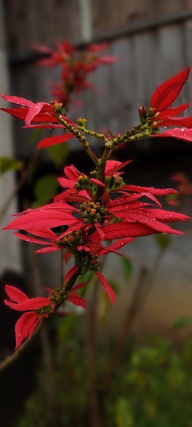 Flores vermelhas cobertas por gotas de chuva em Cunha