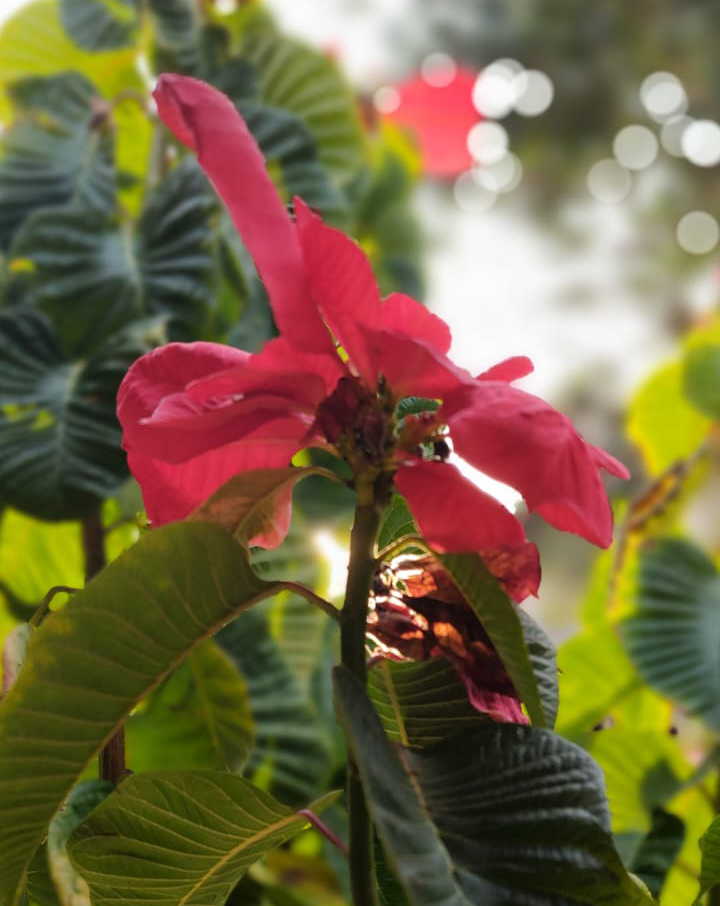 Caminho da Pedra da Macela