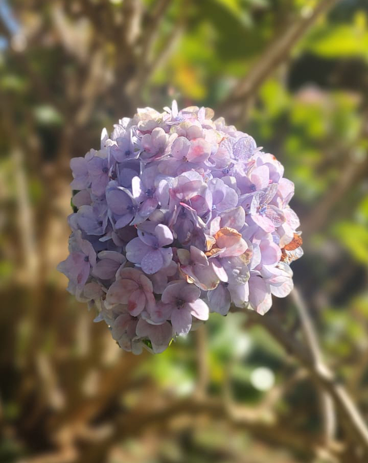 Caminho da Pedra da Macela
