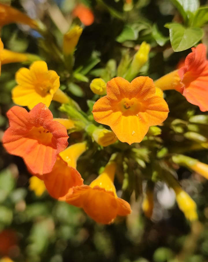 Caminho da Pedra da Macela